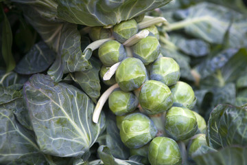the Green Brussels sprouts on the market for sale