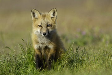 Fox in the Grass