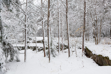 Snow covered tree trunks in winter forest