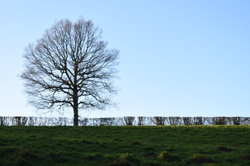 Leafless tree set against a cloudless sky in front of a trimmed hedge overlooking a grassy field.