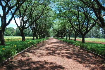 Nature, natureza. Brasil. Brazil, jotabe