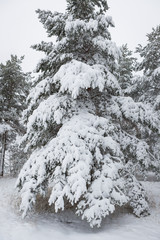 Fototapeta na wymiar Snow covered pine tree branches in winter forest
