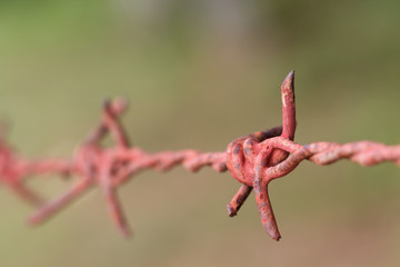 Macro photography the barbed wire background