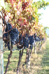 Racimos de uvas en Viñedos La Redonda, Querétaro, México