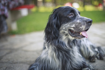 English setter resting outside