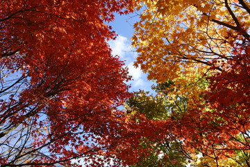 小豆島の寒霞渓の紅葉