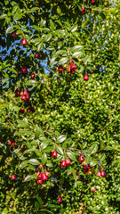 Pomarrosa tree branches with fruits.