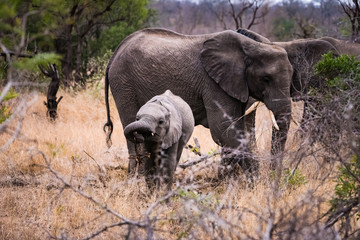 Fototapeta premium Elephants with young-grazing