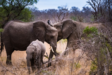 Elephants with young-grazing
