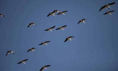 Cegonha