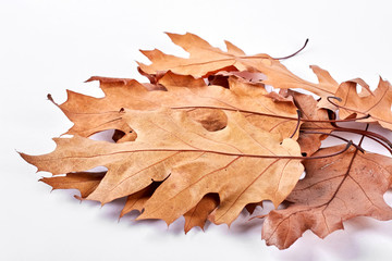 Group of dry maple leaves, white background. Autumn brown leaves isolated on white background. Beautiful nature product.