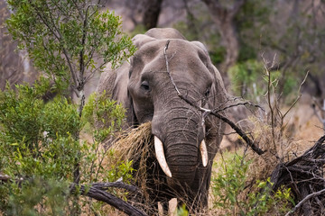 Elephant feeing in bush