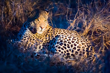 leopard in dense bush at night