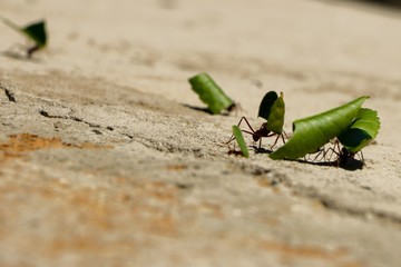 Ants I