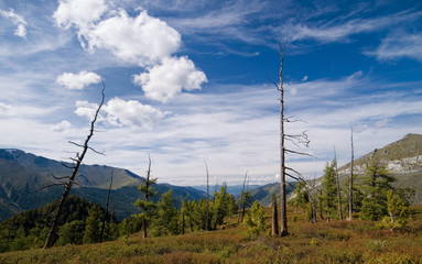 Obraz premium View Forest in Kucherla Valley in Altai Mountains. Leafless trees, surroundings of Belukha Mountain, Siberia, Russia.