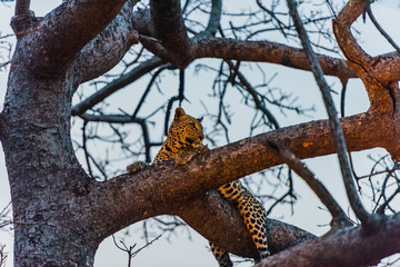 Leopard in Tree with kill