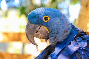 Macaw