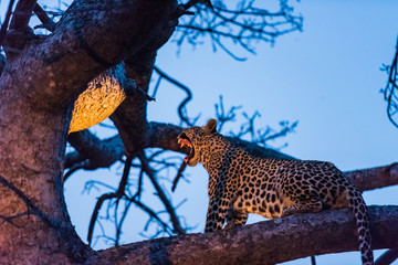 Leopard in Tree with kill