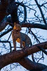 Leopard in Tree with kill