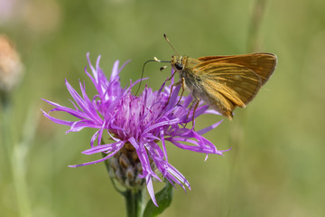 Dickkopffalter auf lila Blüte