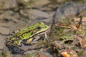 Teichfrosch
