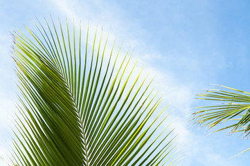 A leaf of a tropical palm tree against a blue sky with copy space. Summer tropical card background