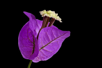 Obraz na płótnie Canvas Purple Blossom - Bougainvillea glabra choisy - on black background, macro shot, from left