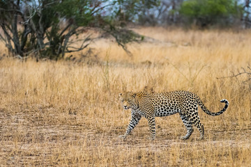 Leopard pair in tall grass