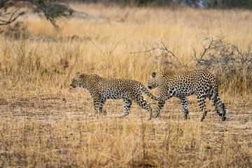 Leopard pair in tall grass