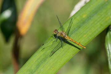 Libelle auf Blatt