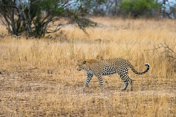 Leopard pair in tall grass