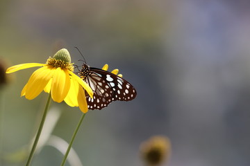 Pieridae family butterfly holding on yellow flower beautiful in the garden 