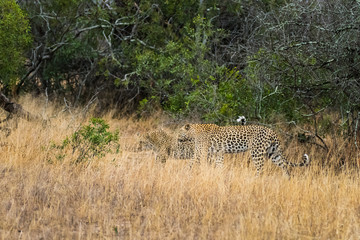 Leopard pair in tall grass