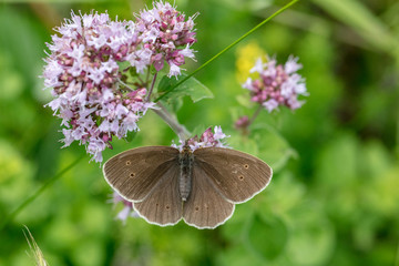Schornsteinfeger - Brauner Waldvogel - Oberseite