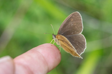Schornsteinfeger - Brauner Waldvogel auf Finger