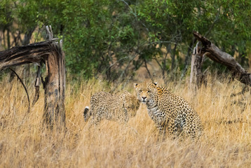 Leopards in tall grass