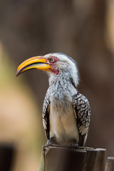 Yellow billed hornbill