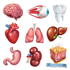 Human heart, brain, eye, tooth, lungs, liver, stomach, kidney, skin. Medicine, internal organs. 3d vector icon set