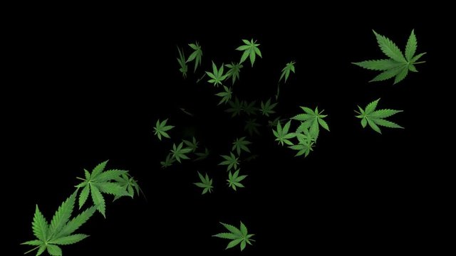 Marijuana leaf on black background - loop, 4K, alpha channel included
