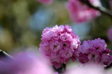 満開のピンクの八重桜