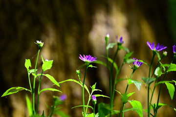 ひっそりと咲くミヤコワスレの花