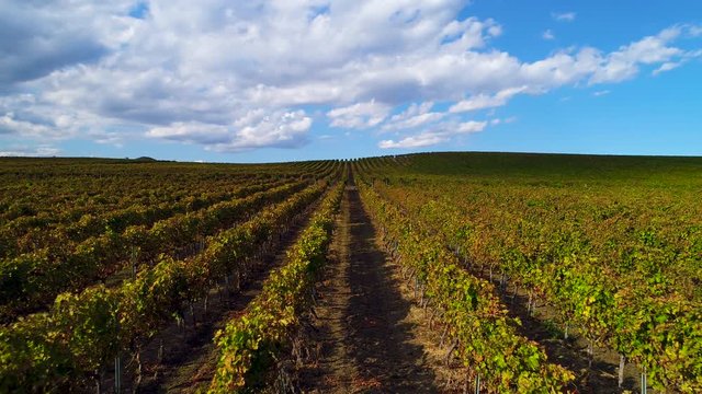 Aerial view of sunset over vineyard fields in valley, Europe. Video