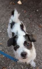 Cute Scruffy Dog / Mutt with One Eye 