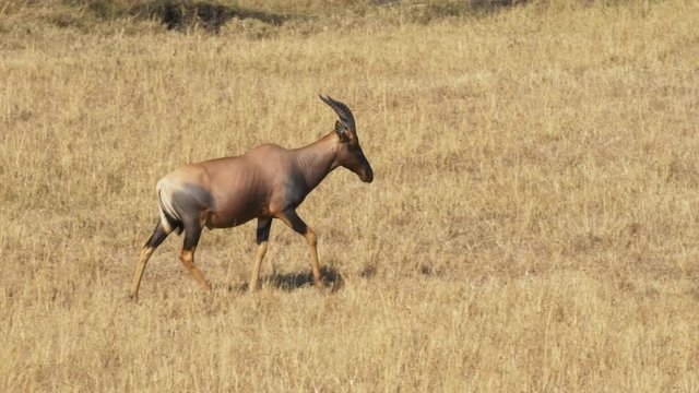 tracking shot of a topi antelope in masai mara, kenya