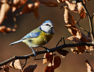 Eurasian blue tit