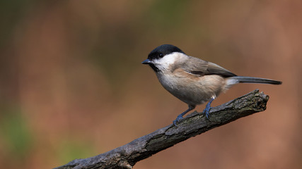 Marsh Tit (Poecile palustris) resting on a branch