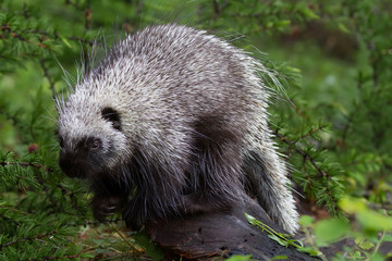 Juvenile Porcupine Foraging