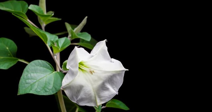 Blooming of datura flower, dope, stramonium, thorn-apple, jimsonweed. 4K timelapse video