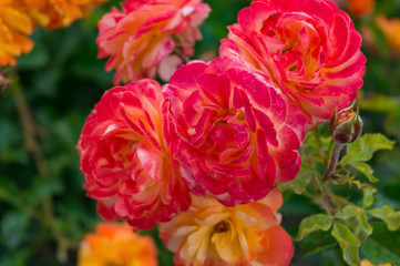 Colorful rose flowers