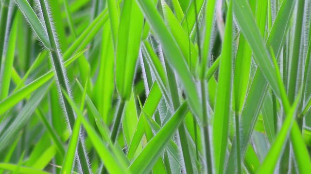 Capim verde ao vento.